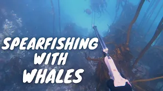 Spearfishing with WHALES - Smitswinkel bay, Cape Town, Western Cape