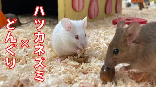 ハツカネズミ×どんぐり