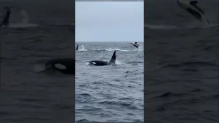 Rare video shows pod of 30 killer whales playing off California coast