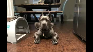 Dragomir the Cane Corso talking back to his Dad