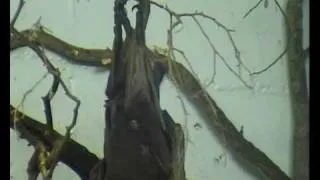 Mating Fruit Bats