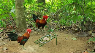 Unique Chicken Traps Using Woods  - Create Wild Chicken Trap