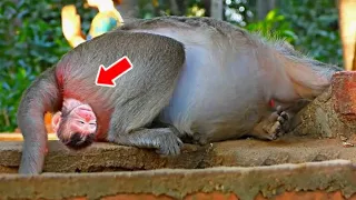 Baboon Gave Birth, But Then Vets Screamed Because Of What Came Out...