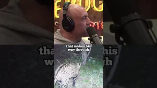 Jaguars in the US? #joerogan #shorts #animals #usa