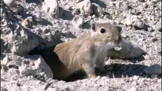 Beethoven - Marmotte (Сурок) - Peter Schreier