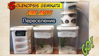 Переселение ОГНЕННЫХ муравьев в новый формик // FIRE ANTS Solenopsis geminata