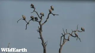 WildEarth - Sunset Safari - 30 Nov 2022