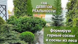 ФОРМИРОВКА КРОНЫ СОСНЫ из леса🌳зачем щипать ГОРНЫЕ СОСНЫ.