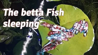 The Most Beautiful Betta Fish Sleeping Time In Green Aquarium Tank