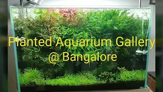 South India's one of the best planted Aquarium Gallery @ Bangalore