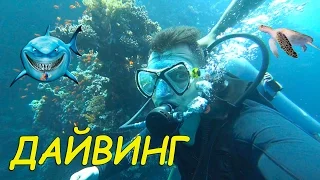 ДАЙВИНГ в Египте/Первое погружение/Diving in Egypt/Шарм-ель-Шейх/первый опыт