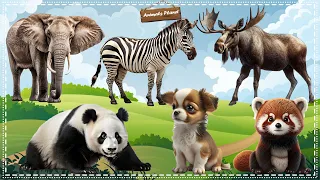 Funny Animal Moments Compilation For Relax: Panda, Red Panda, Moose, Zebra, Elephant