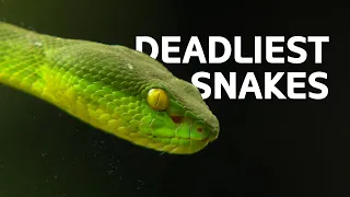 The Top Deadliest Snakes Found In Asia | Snakes Documentary