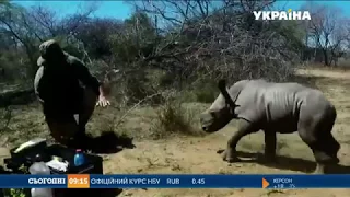 Маленький носоріг-захисник уславився у мережі
