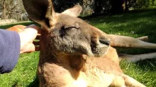 Feeding and petting a Red Kangaroo