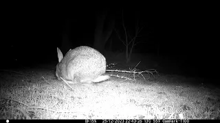 Rabbits of Chirk Christmas 2023