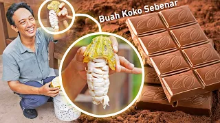 Proses Pembuatan COKLAT, Dari Buah ke Bar di Lee's Cocoa | Buatan Malaysia