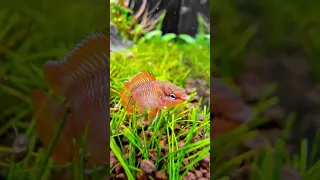 Scarlet Badis - the tiny boss of his nano aquarium