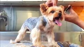 How to Groom a Yorkshire Terrier Dog - Basic Grooming | Pet Grooming TV