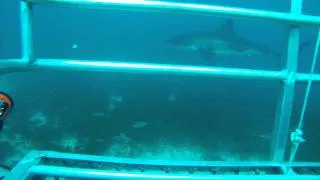 Great White Shark Cage Diving - Neptune Islands, Australia