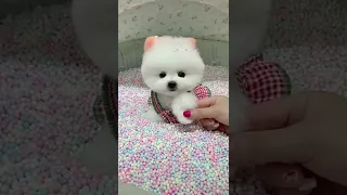 Mini Pomeranian Dog - Funny And Cute  Pomeranian Videos | Funny Puppy Videos #14