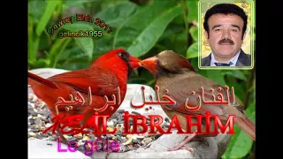 Xelil ibrahim🎤 le güle الفنان خليل ابراهيم