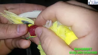 Muhabbet Kuşu Yumurta Sıkışmasına Müdahale Canlı Canlı Doğum Anı.budgerigar moment of birth