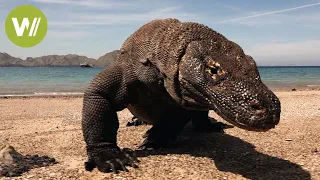 Komodowaran: Der 4 Millionen Jahre alte Drache aus Indonesien