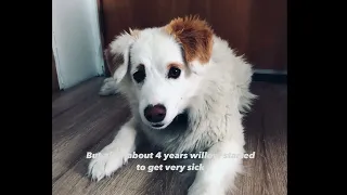 Our dogs story