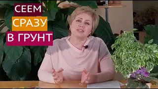 КАКИЕ ЦВЕТЫ ПОСЕЯТЬ В ОТКРЫТЫЙ ГРУНТ?