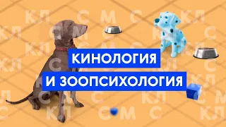 Мастер-класс: игровая мотивация собаки