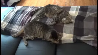 My older cat reacting to the death of his brother