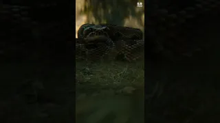 Feral Predator Kills a Snake Scene | Prey 2022