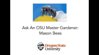 Ask An OSU Master Gardener: Mason Bees