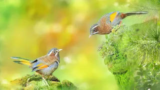 Нежная музыка для души и ЖИЗНИ, а Пение птиц Успокаивает нервную систему. Целебные Звуки Природы
