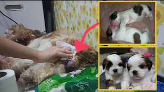 Shih Tzu First time Giving Birth to 2 puppies- One Month Puppy Timeline