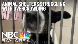 Animal shelters across the Bay Area struggling with overcrowding