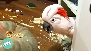 Comedian Cockatoo Loves Clowning Around For His Favourite Woman | Cuddle Buddies