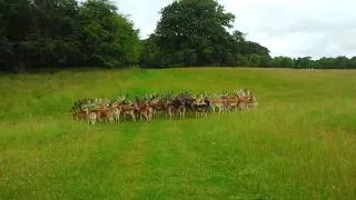 Fallow Deer, Phoenix Park, Ireland