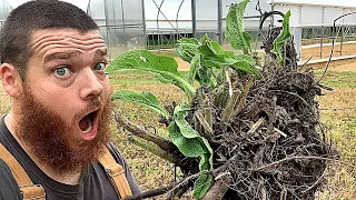 Comfrey & Strawberries!? It Works!!!