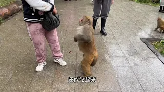 泼猴最怕什么东西？见了简直是闻风丧胆！再也不怕被猴子打劫了！