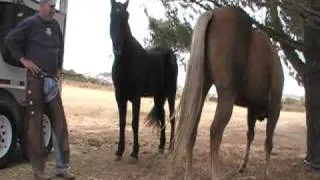 Buying a horse - Things to look for - How to buy a horse - Rick Gore Horsemanship