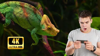 Chameleon (4K UHD): A Closer Look at Nature's Master of Disguise!