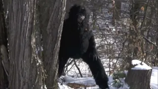 Bigfoot deficating in the woods