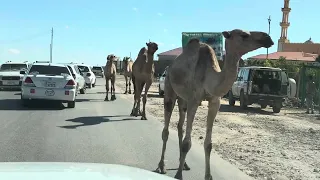 Camels in the city of Hargeisa