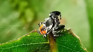 Phidippus clarus / a species of jumping spider || Nature's sign