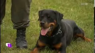 ORF Bericht über das Militärhundezentrum Kaisersteinbruch / Größte Rottweiler Zucht der Welt