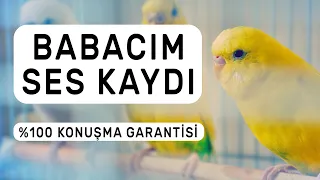 Babacım Ses Kaydı  %100 Konuşma Garantisi | 1 Ay Sonra Kuşunuz Konuşacak