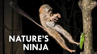 Tarsiers: Creepy Little Ninjas