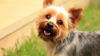 Unleash Your Yorkie s Inner Scent Detective Training for Nose Work Games